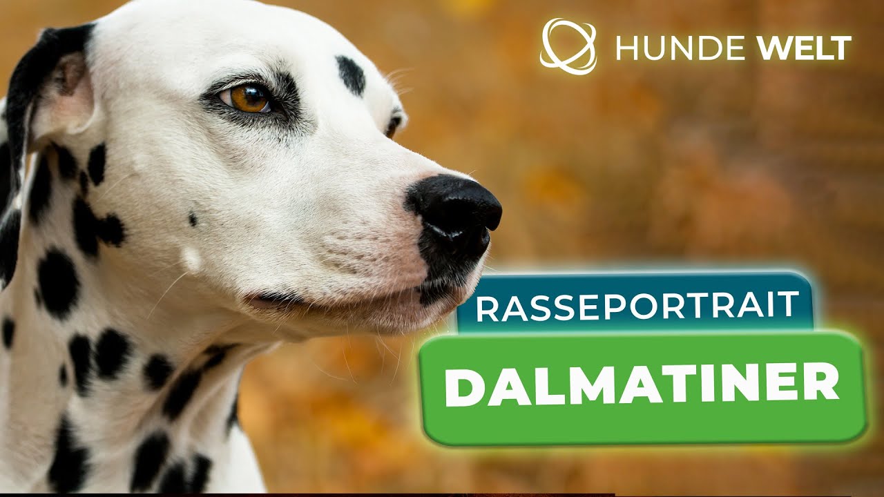 Dalmatiner - Rasseportrait | Herkunft, Charakter und Pflege