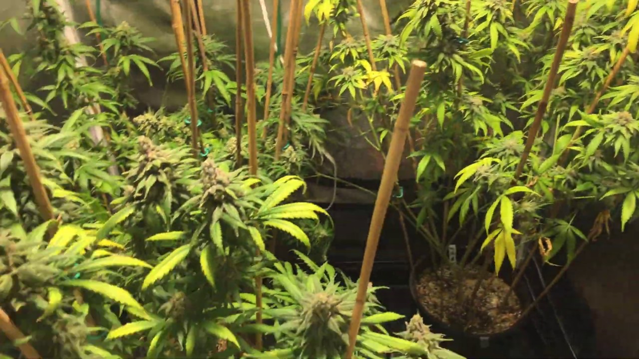 Growing Cannabis: Week 9 of Flower