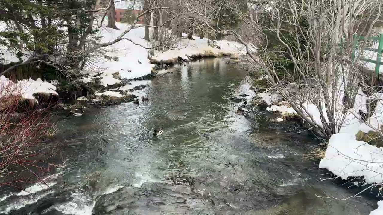 Beautiful Bowring Park in St John’s Part 4 of 4. Calm River with the ducks 