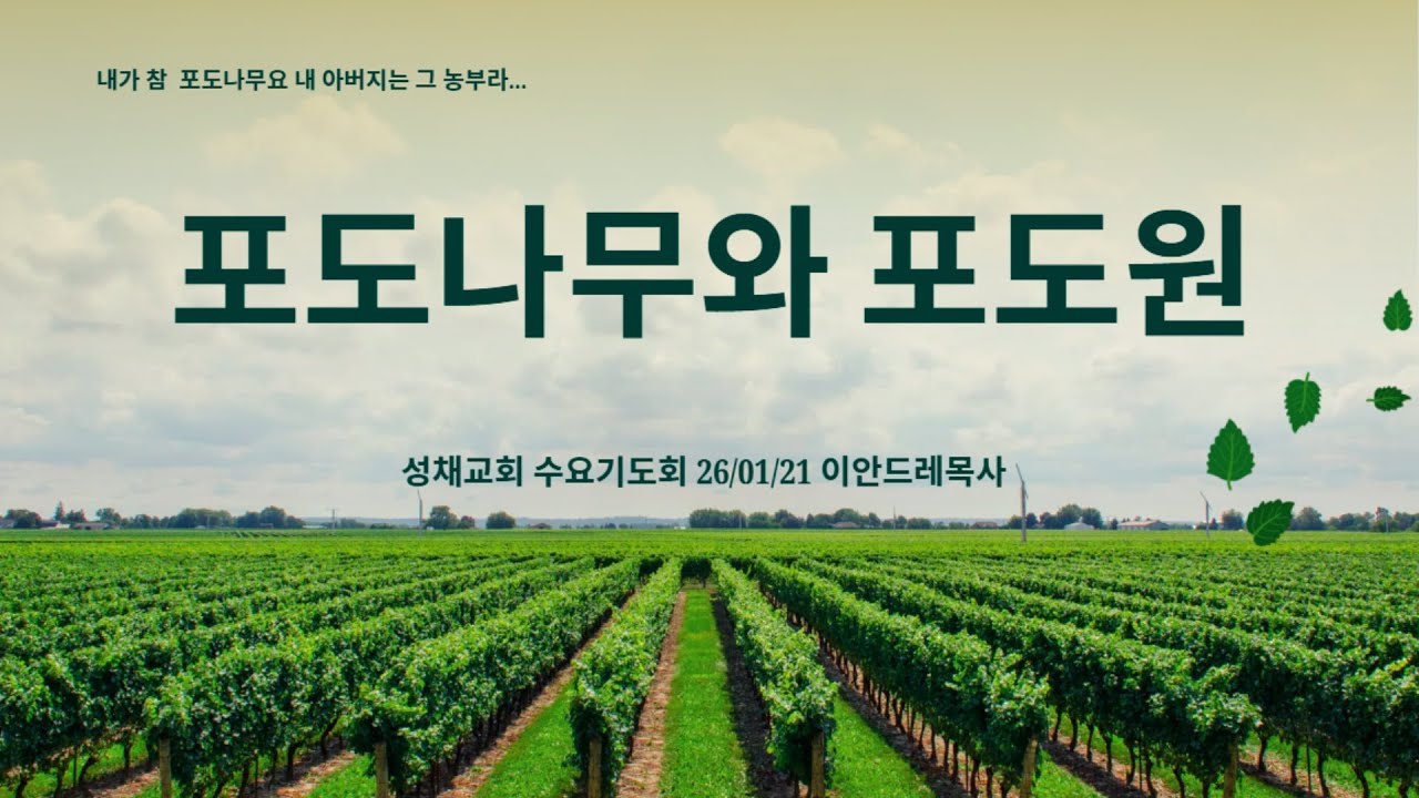 포도나무와 포도원