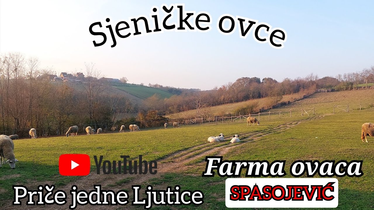 Sjeničke ovce -Farma ovaca Spasojevic