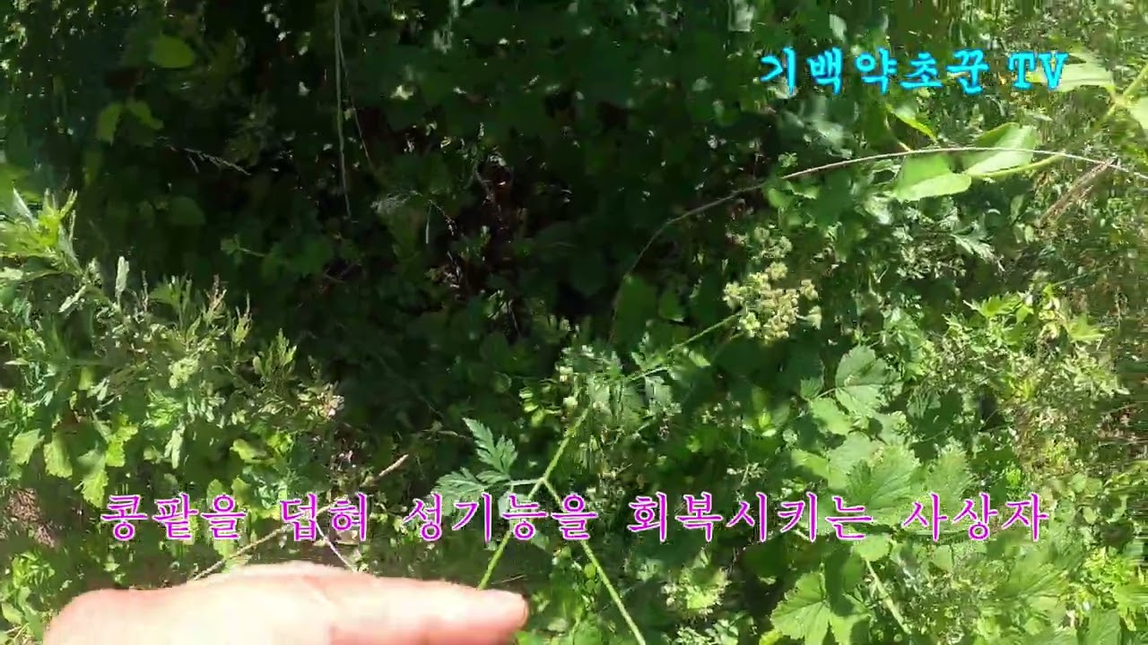 콩팥을 덥혀 성기능을 회복 시키는 사상자의 대단한 효능