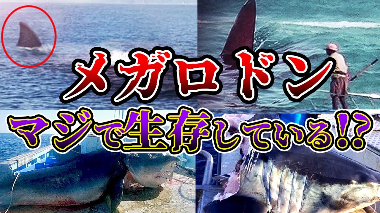 メガロドンは未だにいる!?生存説と絶滅説を徹底比較!その生態の謎とは？【ゆっくり解説】