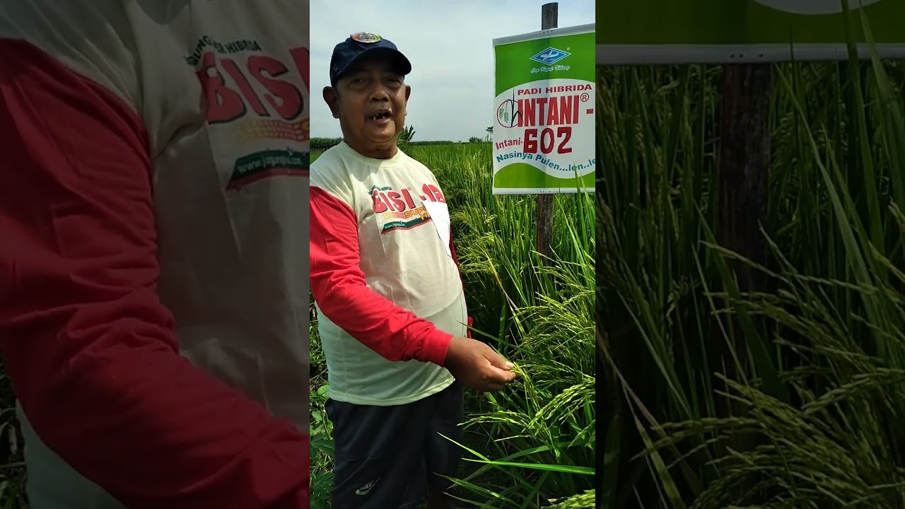 padi INTANI 602 thn penyakit,hasil melimpah