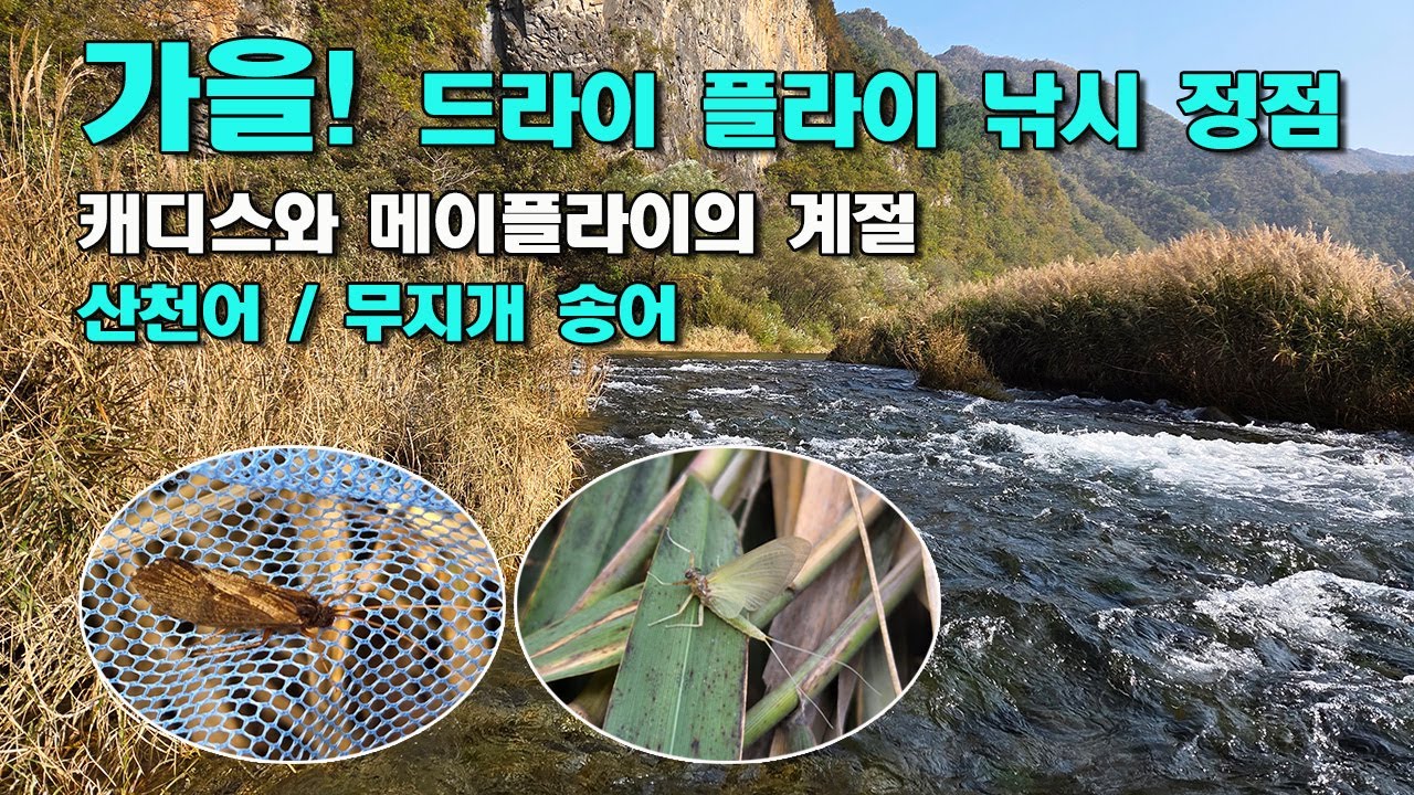 가을! 드라이 플라이 낚시 정점│캐디스와 메이플라이│산천어, 무지개 송어