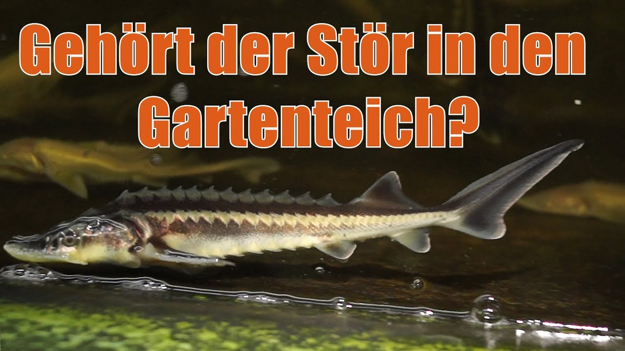 Störe im Koi- oder Gartenteich Blog 32