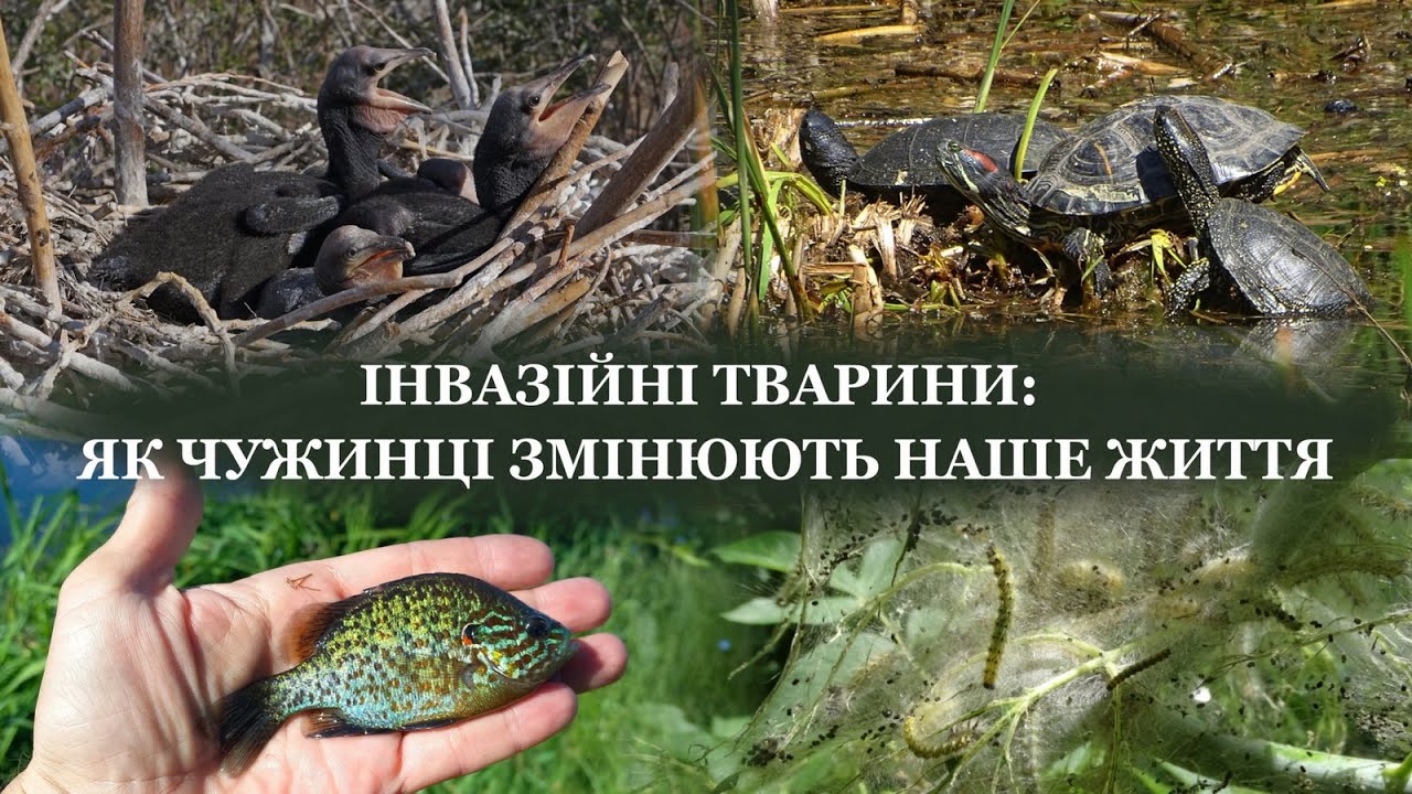 Інвазійні тварини: як чужинці змінюють наше життя