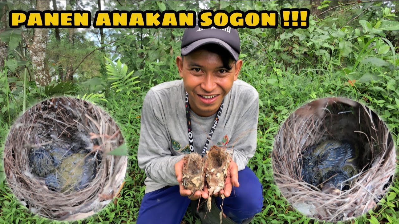 BULAN JANUARI SOGON MULAI BERKEMBANG BIAK !!!