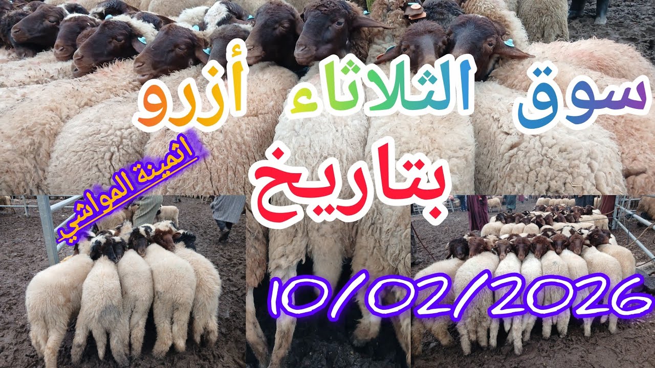 #مباشرة من سوق الثلاثاء ازرو بتاريخ 10/02/2026