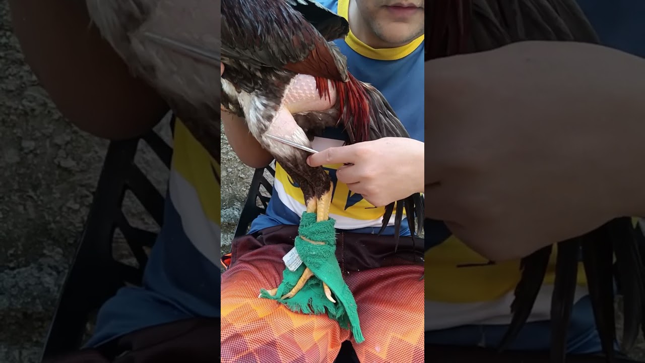 Como tosar seu galo!
