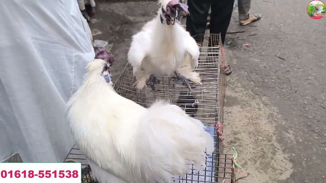 Kaptan bazar hat। Chicken collection in Dhaka। BD Chasi Agro