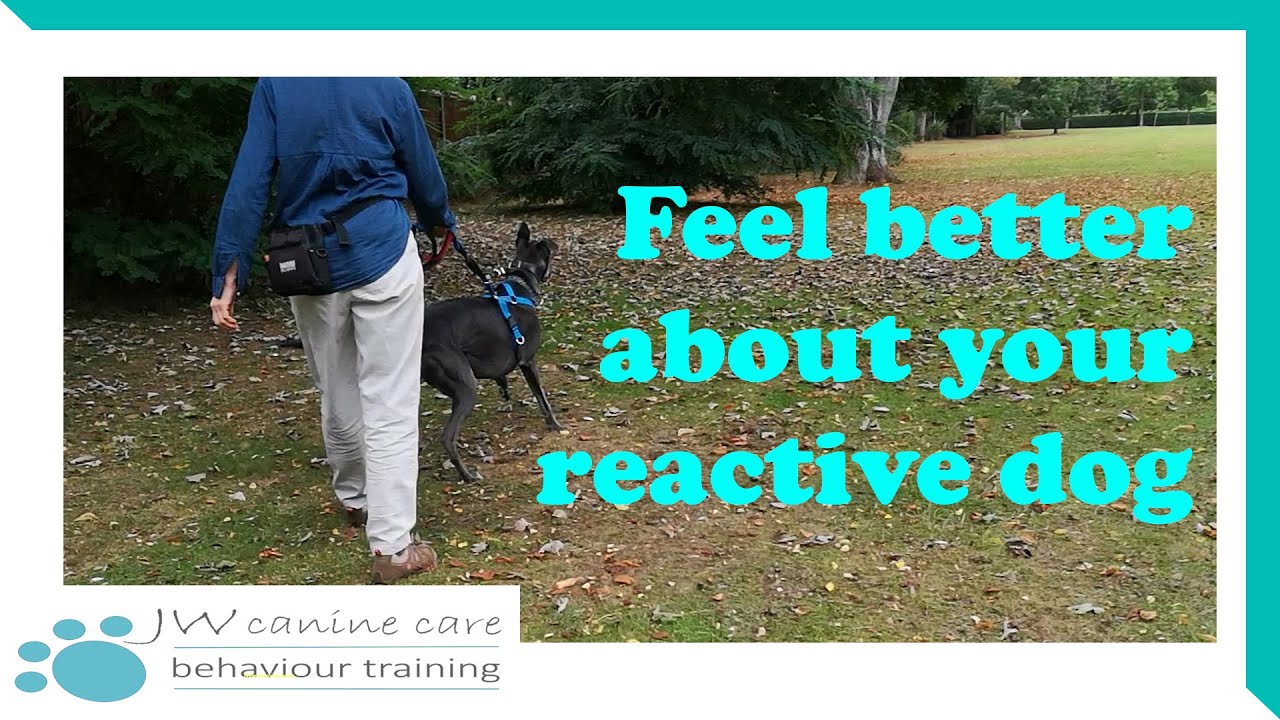 Living with a reactive dog; 5 tips for staying sane