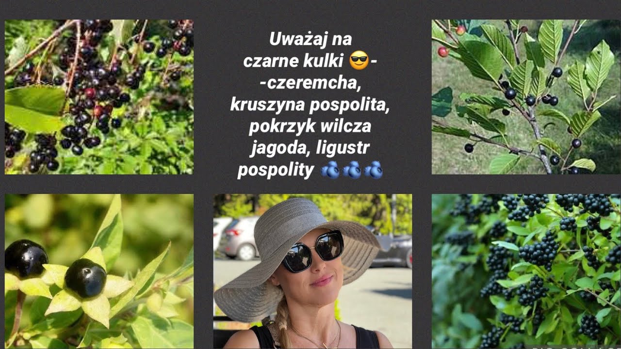 Czarne kulki dobre i złe 😎- czeremcha, kruszyna, pokrzyk wilcza jagoda, ligustr 🫐🫐🫐