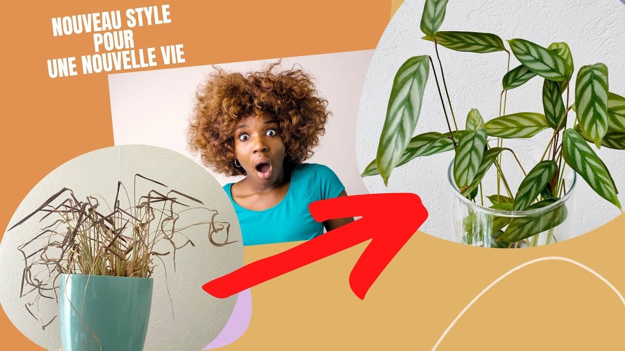 😱 SAUVETAGE DE CALATHEA EN 3H😱 PART 1 | #PLANTMOM