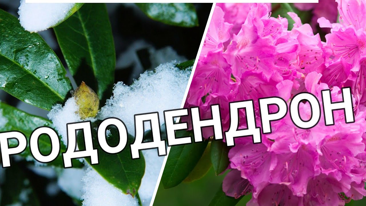 РОДОДЕНДРОН - самый красивый раннецветущий кустарник