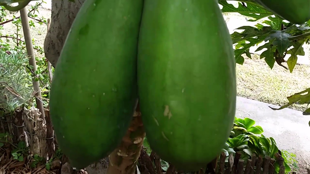 Jard&iacute;n sin Forma