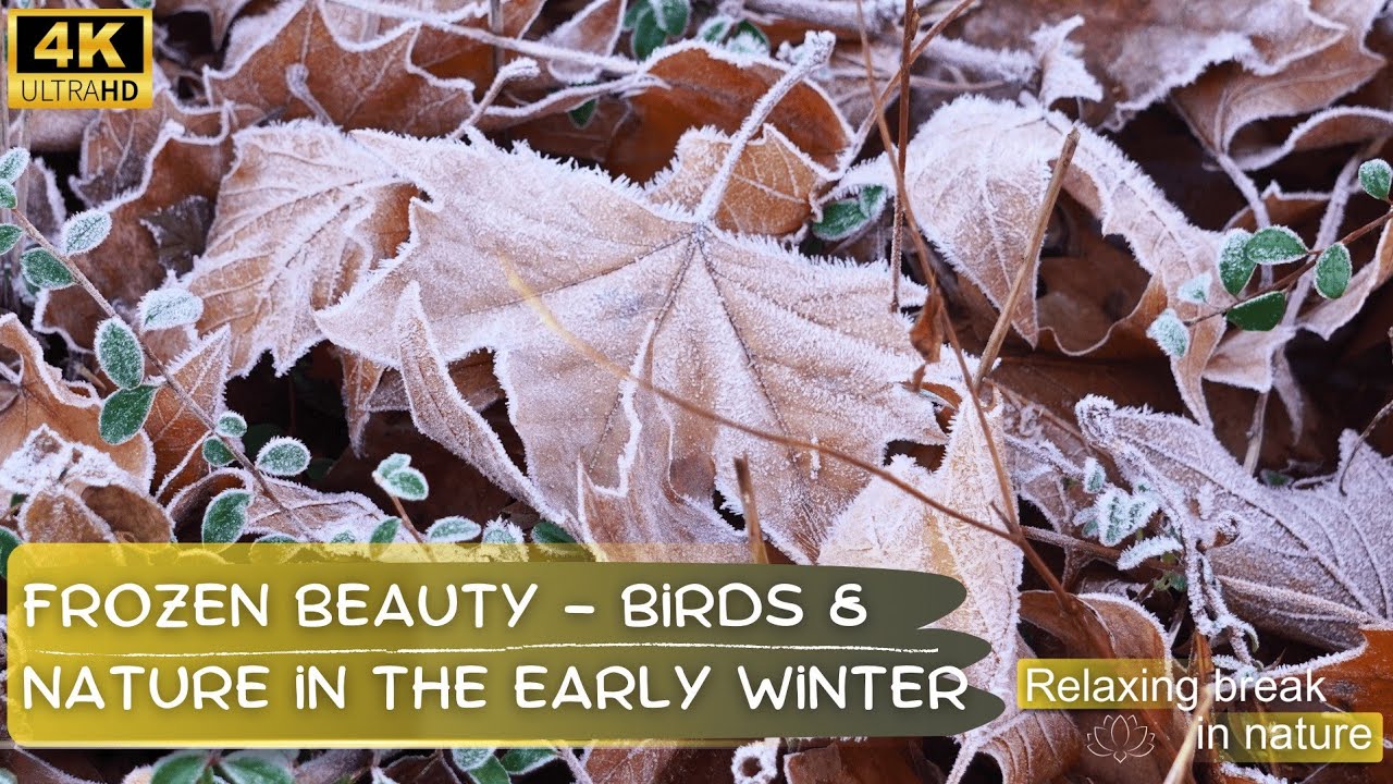 Frozen Beauty ❄️ Delicate Ice Patterns & Birds Foraging | Relaxing Music & Birdsong