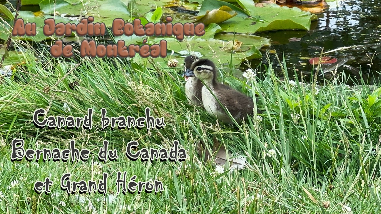 Au Jardin botanique de Montréal -  Canard branchu, Bernache du Canada et Grand Héron