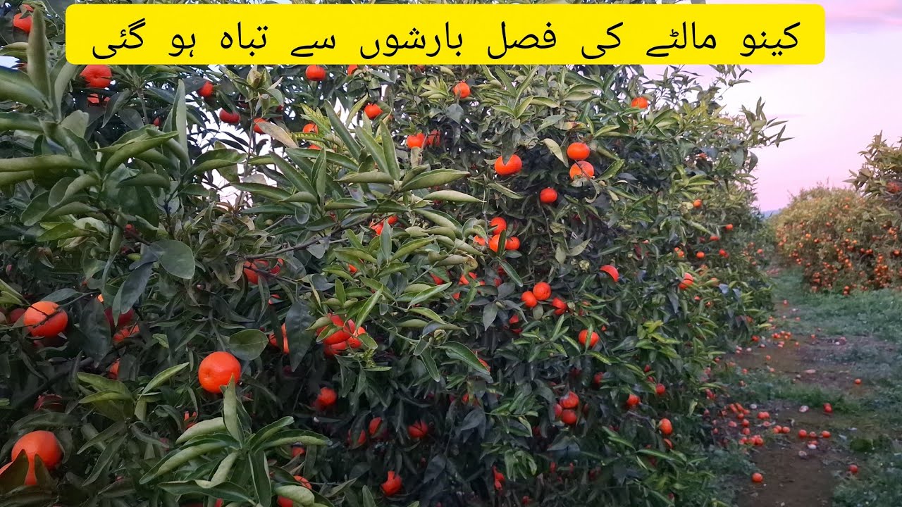 Tofani Barshon Nay Orange Ki Fasal Tabah Kar Di | Spain Valencia |Keeno Malta