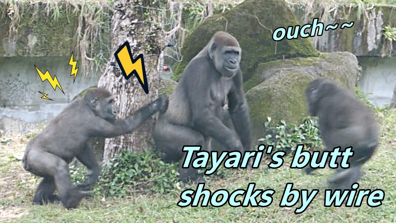 Ouch~Tayari's butt was accidentally touched by wire. / Tayari的屁股不小心被電到~