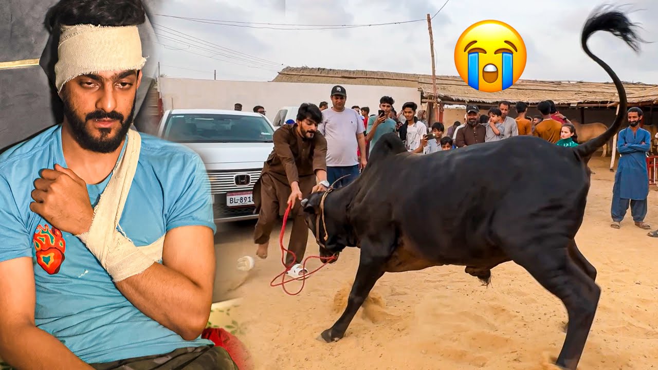 KHATARNAK JANWAR NE MISHKAT KHAN KO TAKKAR MAAR DI | BAKRA EID | COW MANDI