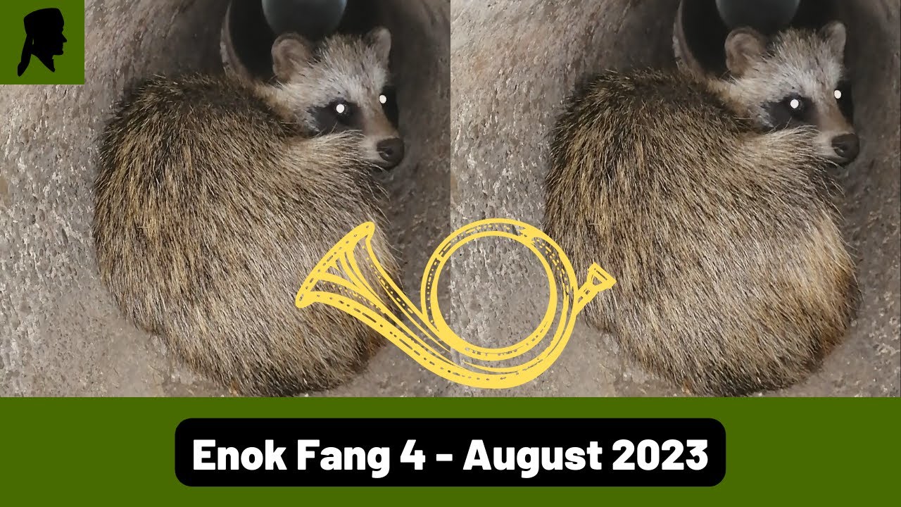 Marderhund-Fang in Dose-Wipprohrfalle//Fallenjagd//Jagd 2023//TrapperInfo