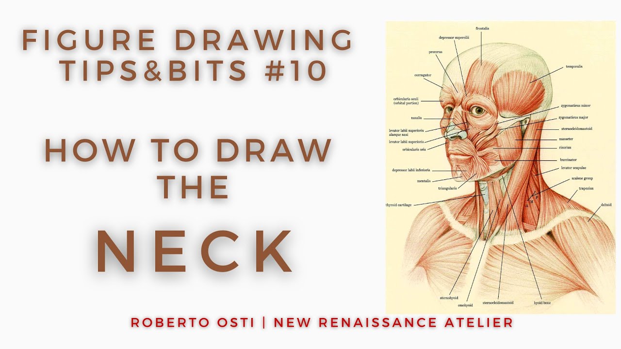 How to Draw the NECK [Figure Drawing Tips and Bits #10]