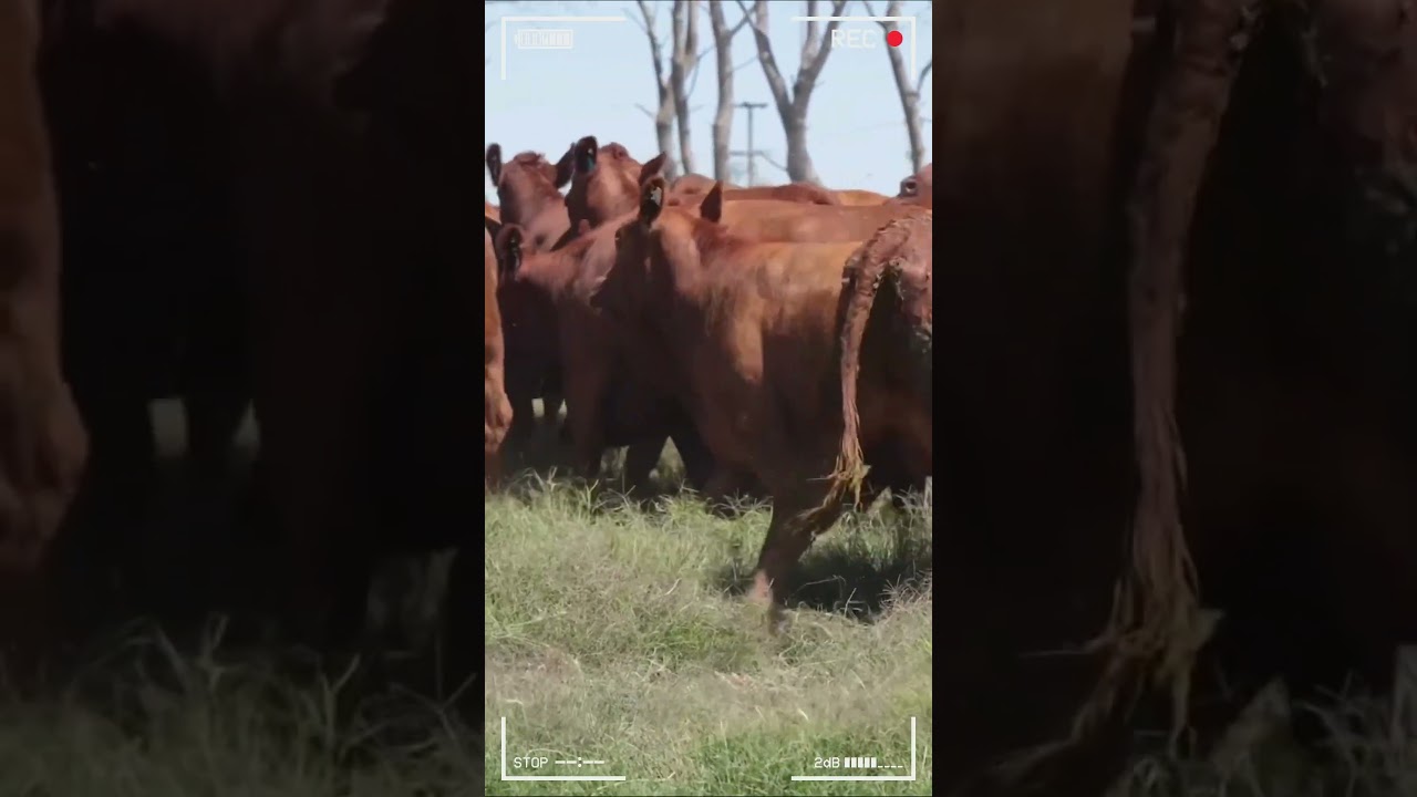 ⭕ ANGUS CATTLE  ✅ Biggest Bulls And Cow  #bulls #cows #angus
