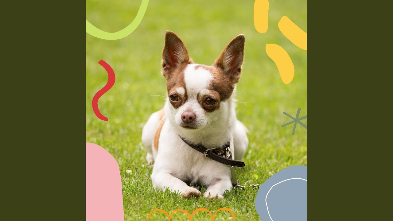 Distinguished Ambience for Training Your Pets