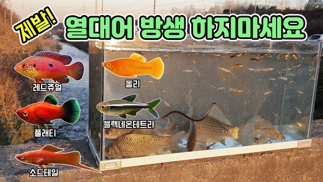 열대어 방생장이 되어버렸던 구피천의 겨울! 현재의 상황은? [TV생물도감]
