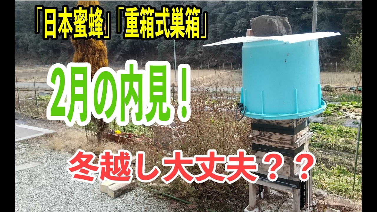 【2月の日本蜜蜂】管理する4群を一斉内見｜冬越しの現実（重箱式巣箱） #重箱式巣箱 #養蜂 #冬越し