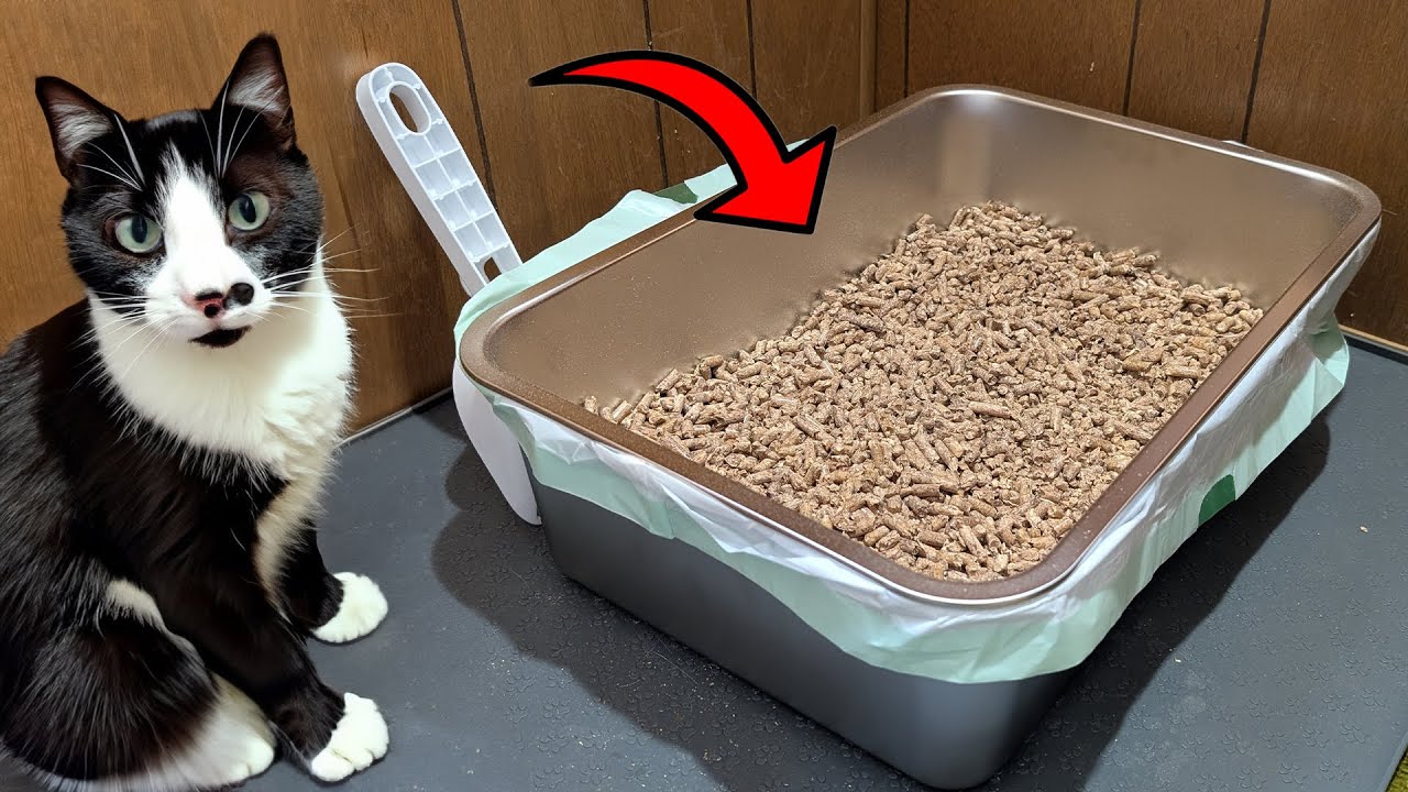 Pine Pellet Sifting Box Review!  Game Changer for Cat Owners