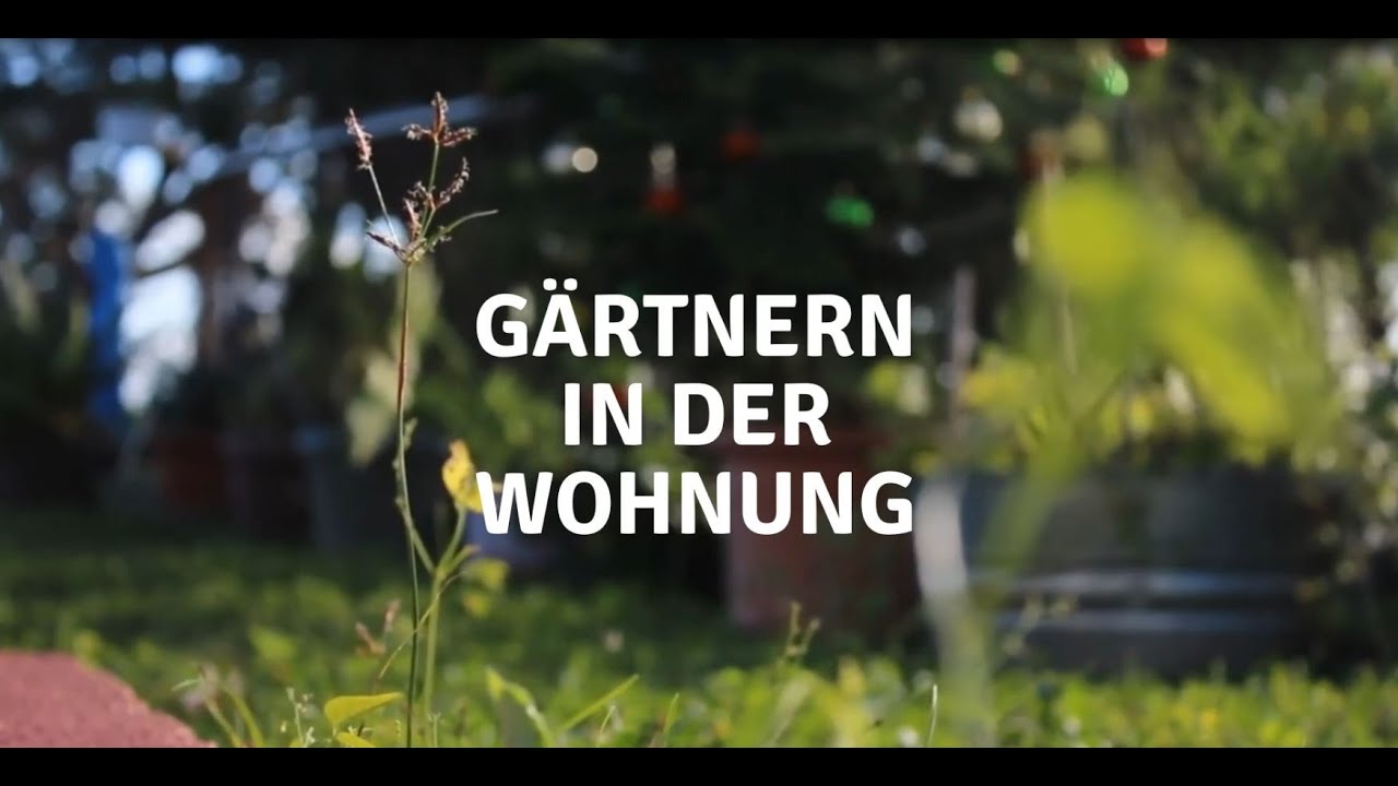 Gärtnern in der Wohnung (homegrowing, regrowing, home gardening)