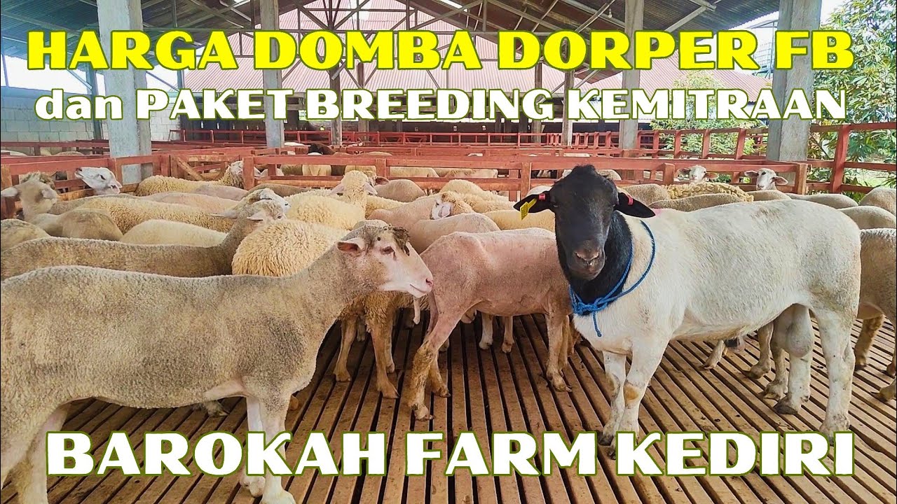 HARGA DOMBA DORPER FB JANTAN BETINA & PAKET KEMITRAAN di BAROKAH FARM KEDIRI
