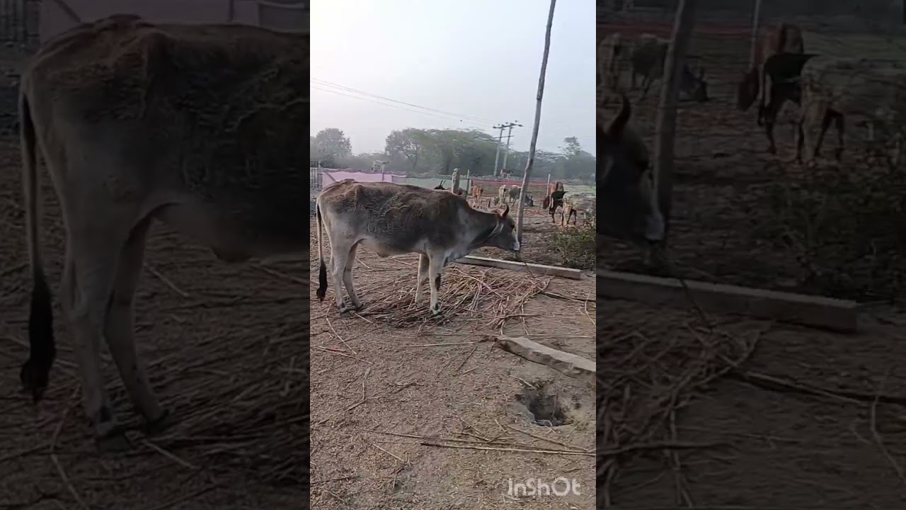 श्री राम गोपाल गौ सेवा किरखेड़ा, आरण्णी रोड़ राशमी 