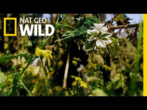 Nile&rsquo;s Exotic Creatures | The Nile