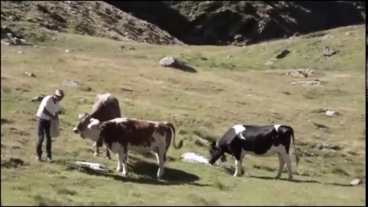 UpiAlm