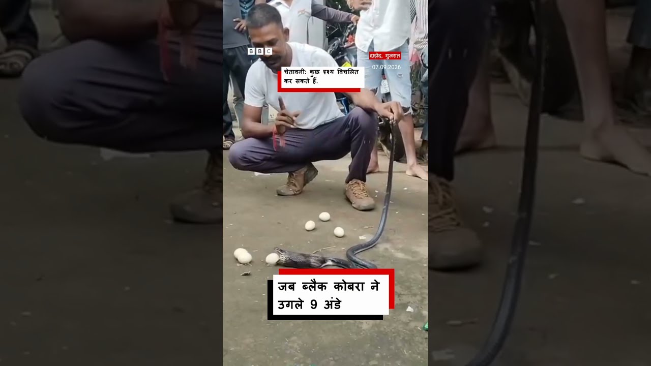 जब ब्लैक कोबरा ने उगले 9 अंडे । (BBC Hindi)