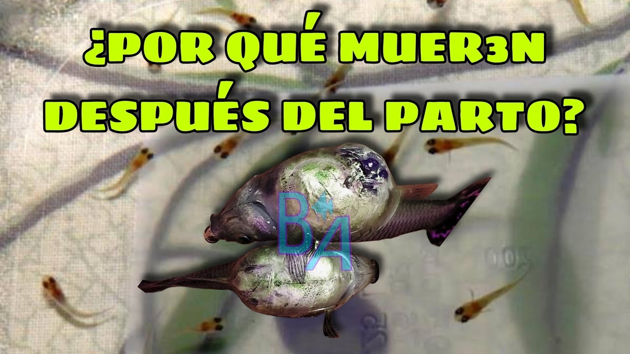 Porque mueren mis peces hembra guppy, molly, platty, cola de espada