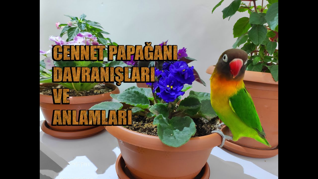 Cennet / Sevda Papağanı Davranışları ve Anlamları