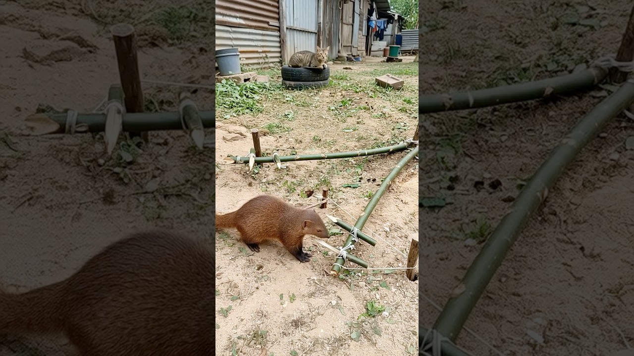 So Sharp!😼 #viralshorts #fypシ #funnyanimals #mongoose