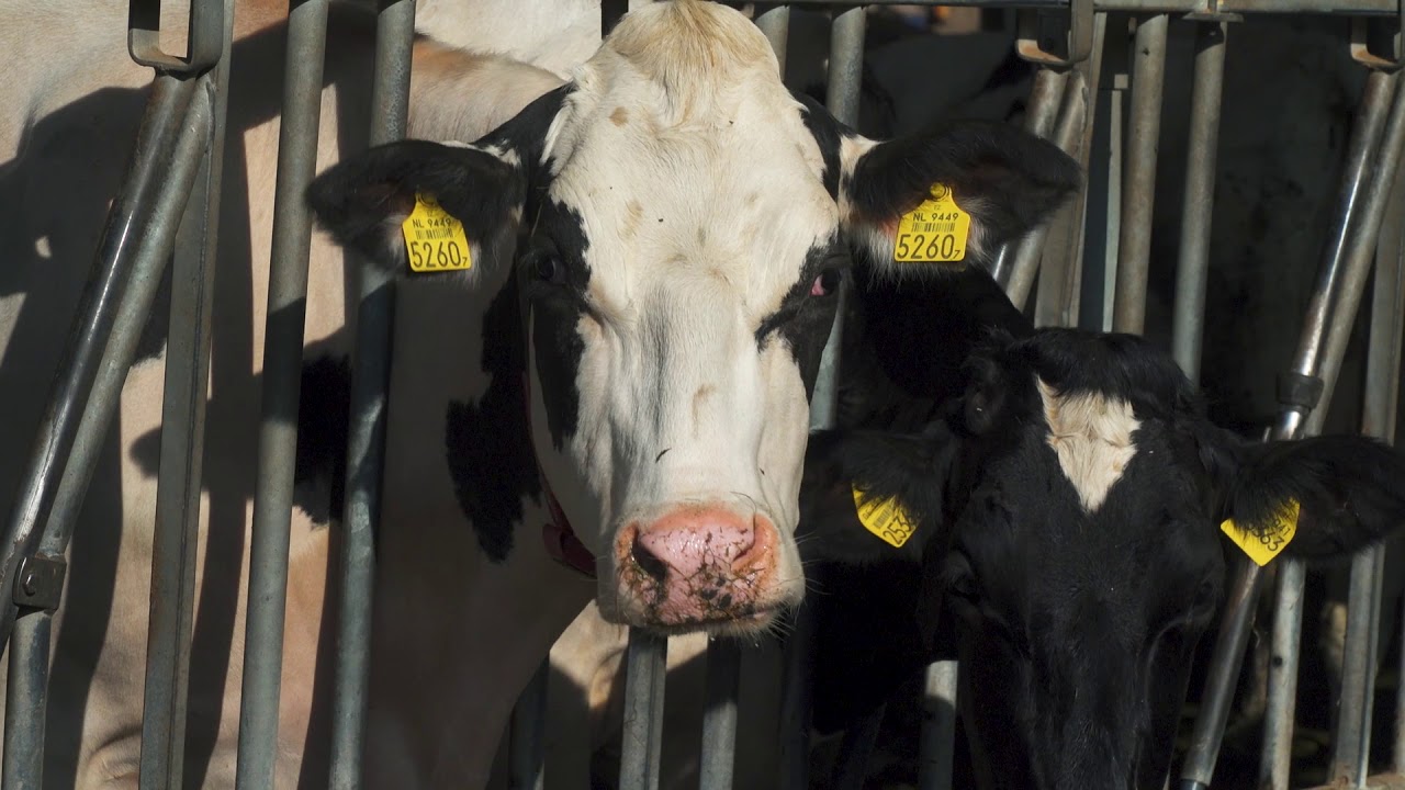 Pilot Kampeerbeleid Terziet