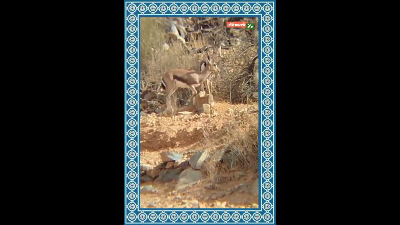 أحواش من الزمن الجميل 