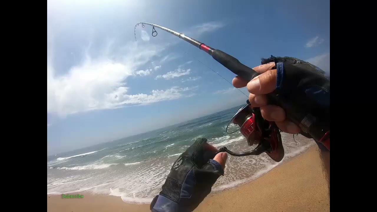 SEA BASS - 4 CAPTURAS ( 1 DE kG. )