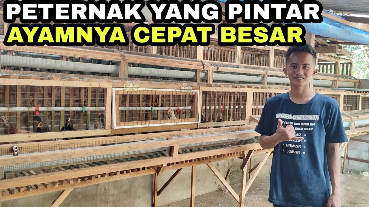 PERTUMBUHAN AYAM YG LUAR BIASA‼️(SIDAK KANDANG MITRA)