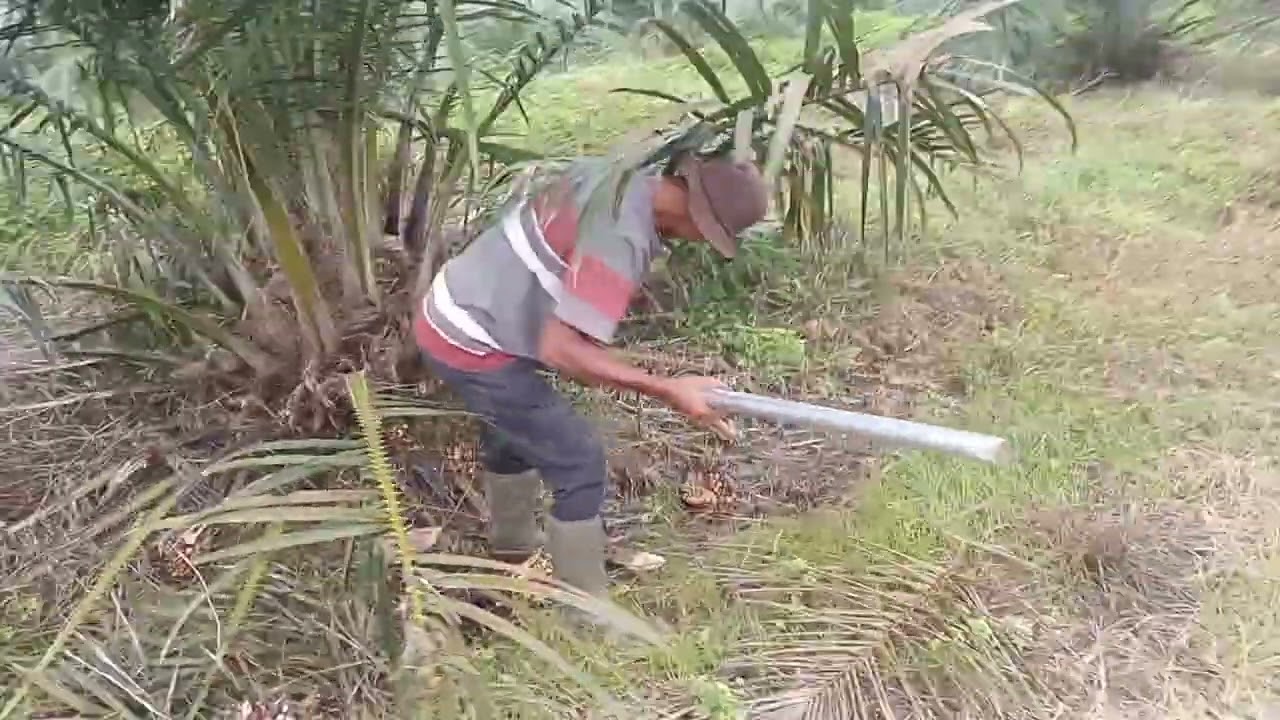 kastrasi perdanana sawit damimas
