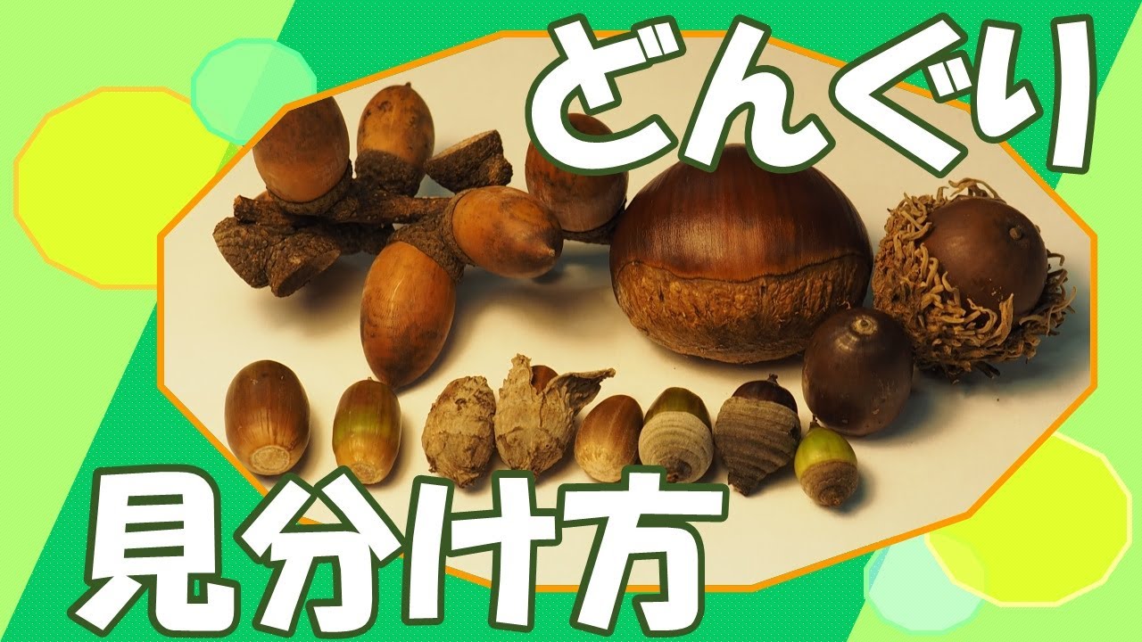 どんぐりの見分け方【マテバシイ、コナラ、スダジイ、シラカシ、クヌギ他】