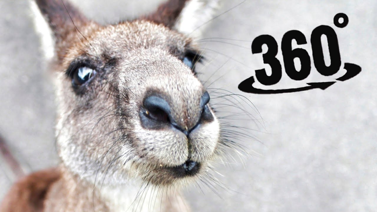 Kangaroos in 360&deg; VR Small Wallaby Baby at Taronga Zoo Sydney Australia