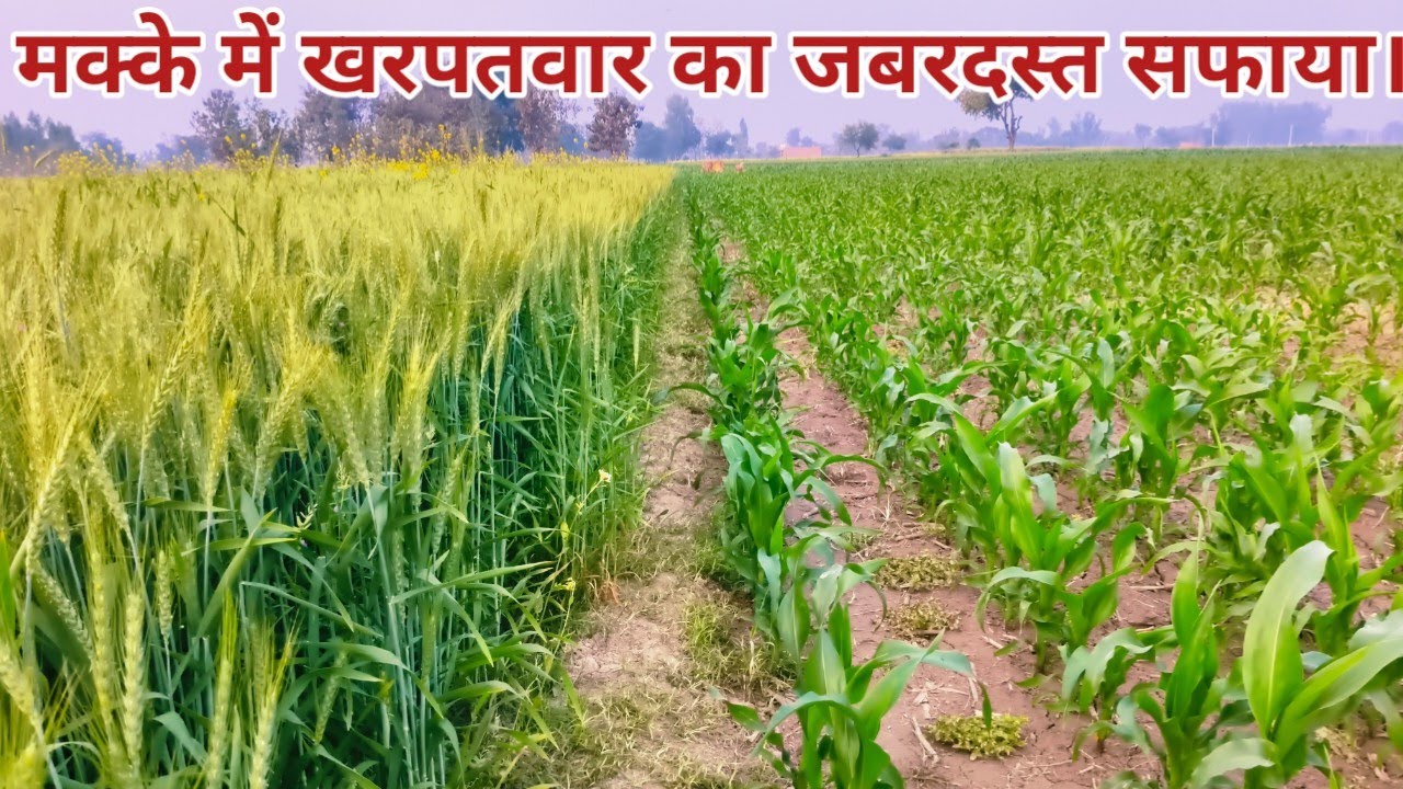 मक्के में खरपतवार का बेहतरीन सफाया। Makke Mein kharpatwar nashak dawa 