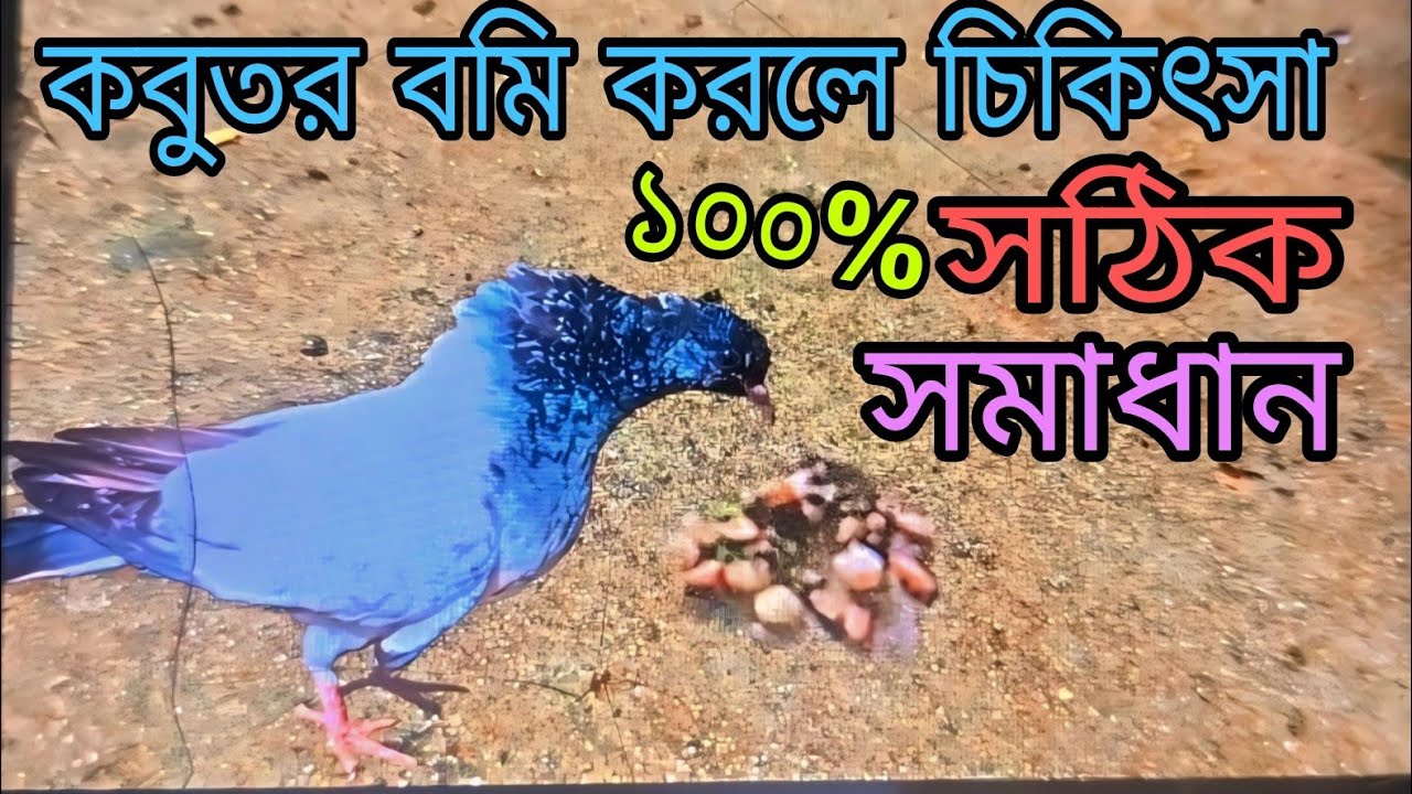 কবুতর বমি করলে কি করণীয়//কবুতর বমি করে কেন// কবুতর বমি করার কারণ কি//কবুতর বমি করলে কি খাওয়াতে হয়
